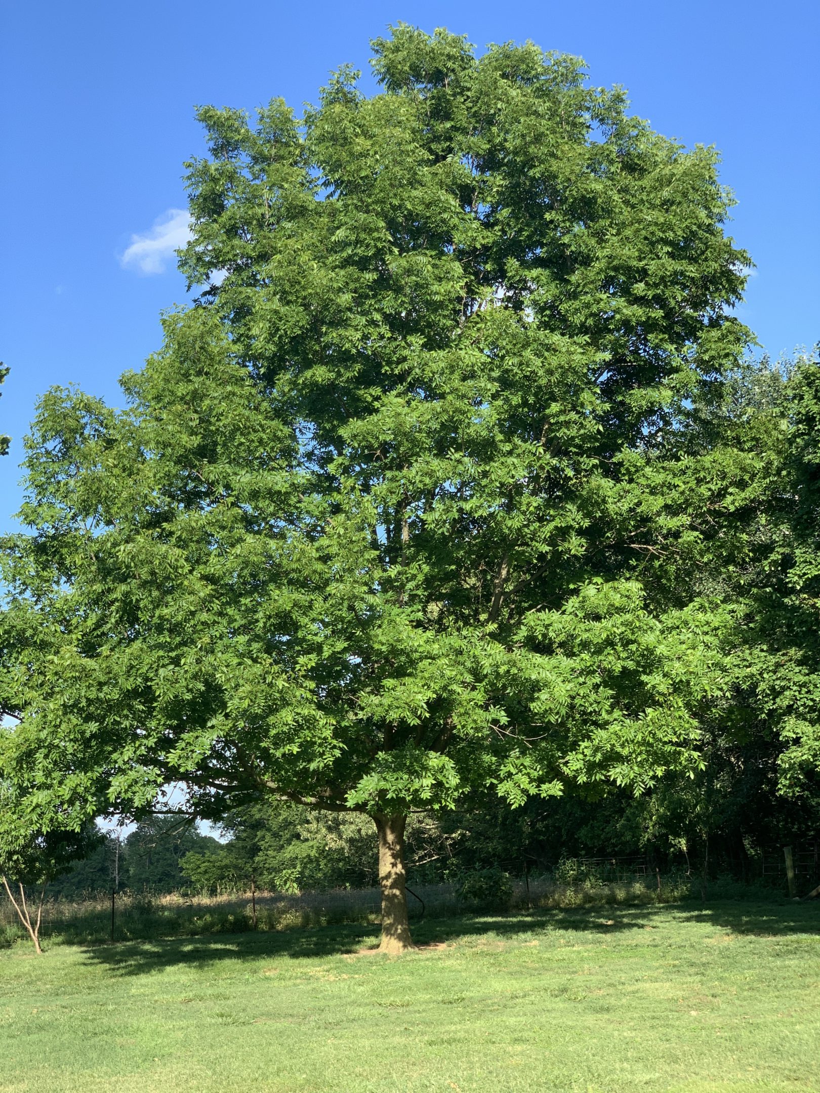 pecan tree